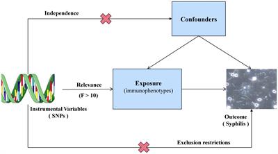 Immunophenotypic variations in syphilis: insights from Mendelian randomization analysis